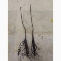 Саджанці горіха пекан сорту Стюарт(вкс висота 120-140см.)