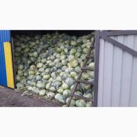 Продам білокачанну капусту, сорт Агресор