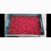 КЛЮКВА, ЖУРАВЛИНА, Продам дикорослу, лісову журавлину неперебрану