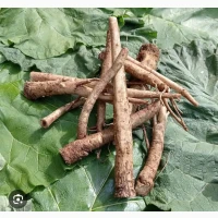 Куплю корінь лопуха сирий та сухий
