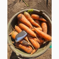 Продам молодую морковь абако