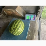 Продам кавун топган лоріан