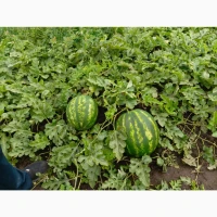 Продам кавун. Грін Джар