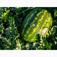 Продам кавун. Грін Джар