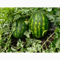Продам кавун. Грін Джар