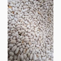 Продам квасолю неві бінс