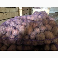 Продам картоплю бела роса