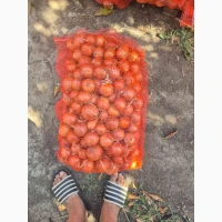 Продам лук