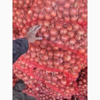 Продам лук
