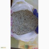 Продам сафлор красильный (сорт Солнечный)