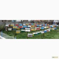 Продам пчелиные матки карпатка