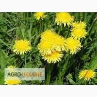 Одуванчик, трава