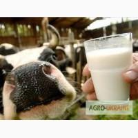 Продам молоко коров яче домашнє