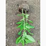 Черенки Дивинорума (Divinorum)