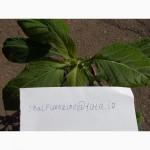 Черенки Дивинорума (Divinorum)