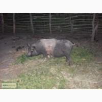 Продам свиню кармал