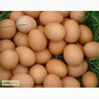 Куриное Яйцо Оптом. Особисте приватне господарство. Ціна 9 грн