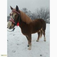 Продам кобилу