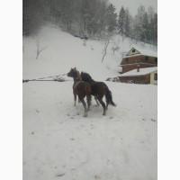 Продам жеребця віком 1.5р. лошиця 1.5р
