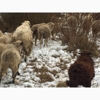 Баран курдючный большой