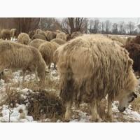 Баран курдючный большой