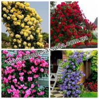 Саженцы роз от производителя по доступной цене большой выбор сортов