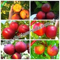 Саженцы роз от производителя по доступной цене большой выбор сортов