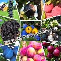 Саженцы роз от производителя по доступной цене большой выбор сортов