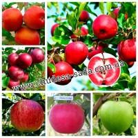 Саженцы роз от производителя по доступной цене большой выбор сортов