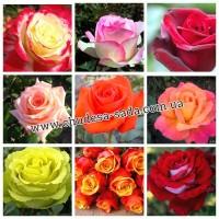 Саженцы роз от производителя по доступной цене большой выбор сортов