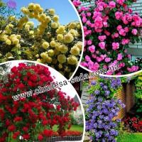 Саженцы роз от производителя по доступной цене большой выбор сортов