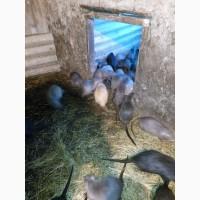 Продам нутрії