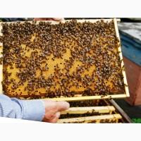 Продам бджолопакети з матками 2025 року