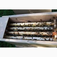 Продам бджолопакети з матками 2025 року