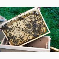 Продам бджолопакети з матками 2025 року