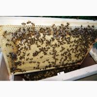 Продам бджолопакети з матками 2025 року