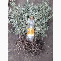 Продам саженцы облепихи Лейкора