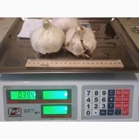 Продам посевмат чеснока сорта Рокамболь