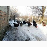 Инкубационное яйцо кур породы #ливенская ситцевая