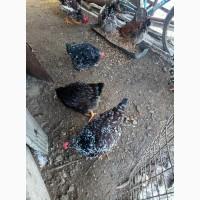 Инкубационное яйцо кур породы #ливенская ситцевая