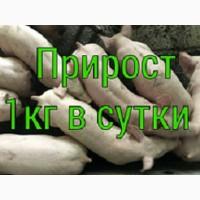Поросят на відгодівлю оптом зі свинокомплексу