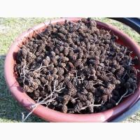 Шишки вільхи