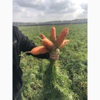 Продам морковь оптом, продам морковь оптом Харьков, продам морковь со склада