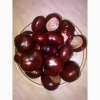 Продам каштан конский