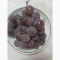 Продам каштан конский