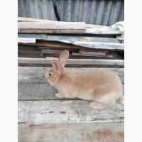 Продажа Кролів