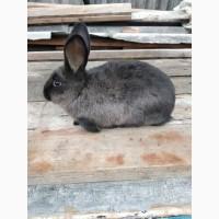 Продажа Кролів