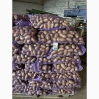 Продаю картоплю, біла, Королева Анна