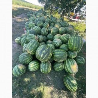 Арбуз, Кавун опт