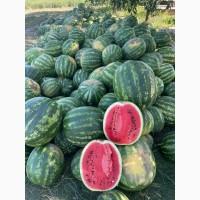 Арбуз, Кавун опт